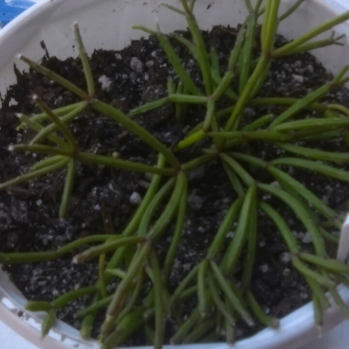 Mistletoe cacti in the GardenTags plant encyclopedia