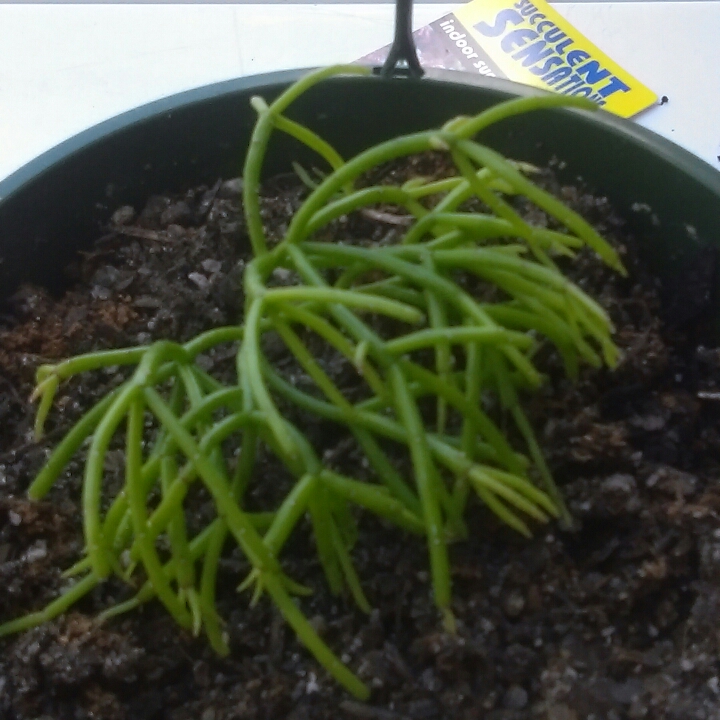 Link Cactus in the GardenTags plant encyclopedia