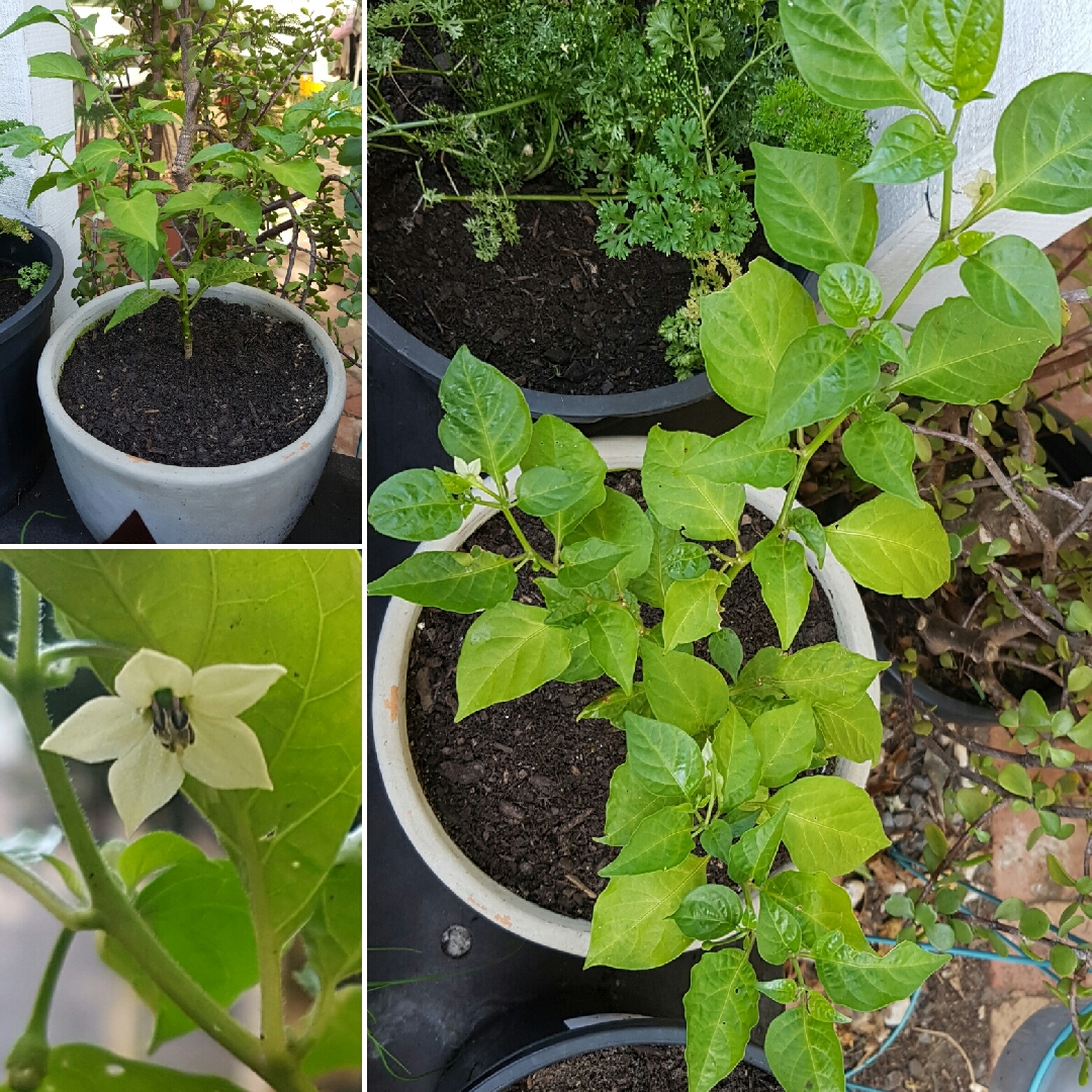 Chilli Chocolate Habanero in the GardenTags plant encyclopedia