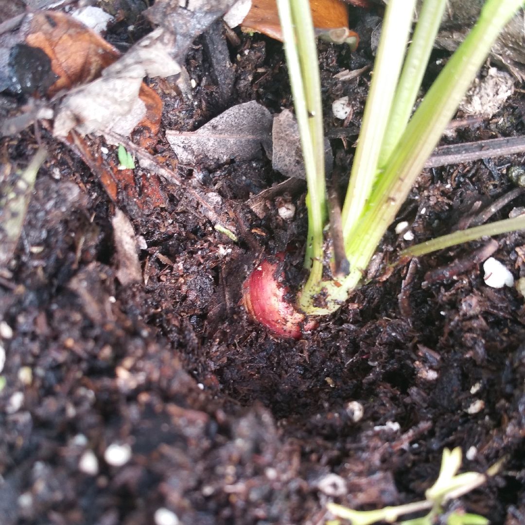 Carrot Cosmic Purple in the GardenTags plant encyclopedia