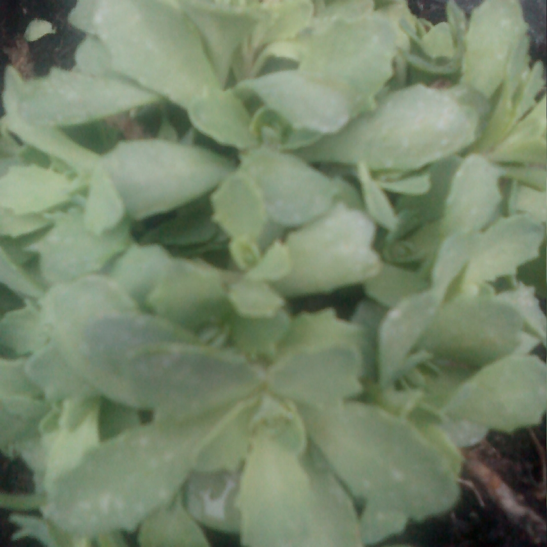 Stonecrop Pure Joy in the GardenTags plant encyclopedia