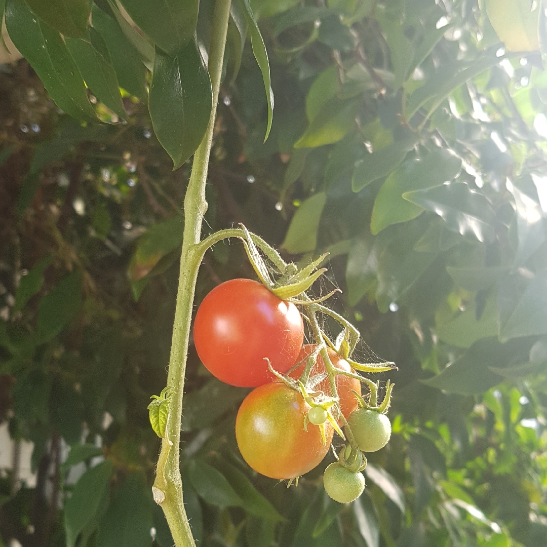 Tomato Cherry Sweet Bite (Cherry Tomato) in the GardenTags plant encyclopedia