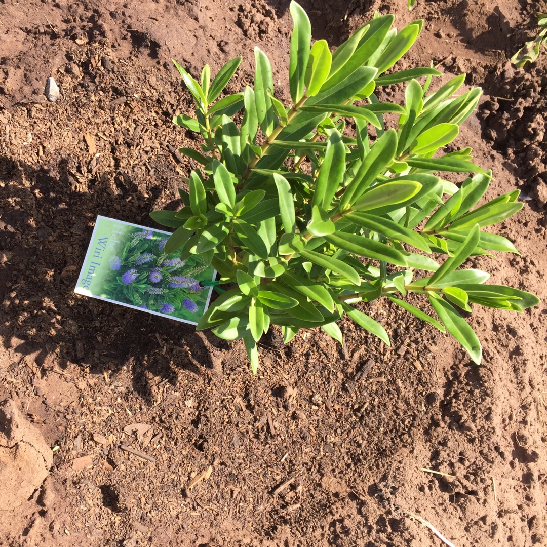 Shrubby Veronica Wiri Image in the GardenTags plant encyclopedia