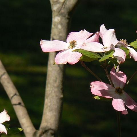 Flowering dogwood in the GardenTags plant encyclopedia