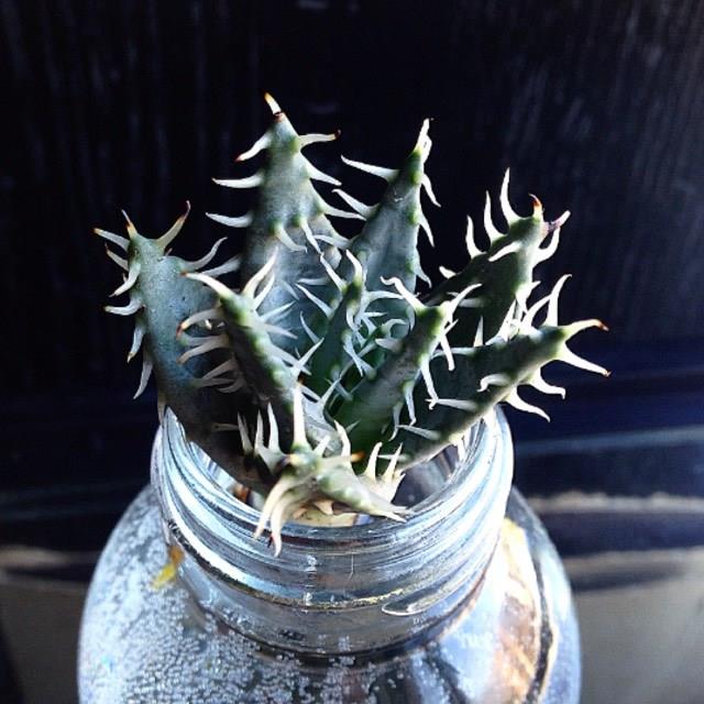 Aloe Erinacea in the GardenTags plant encyclopedia