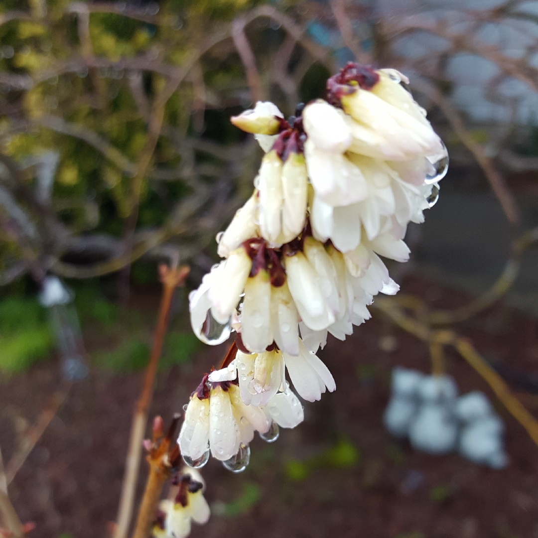 White Forsythia in the GardenTags plant encyclopedia