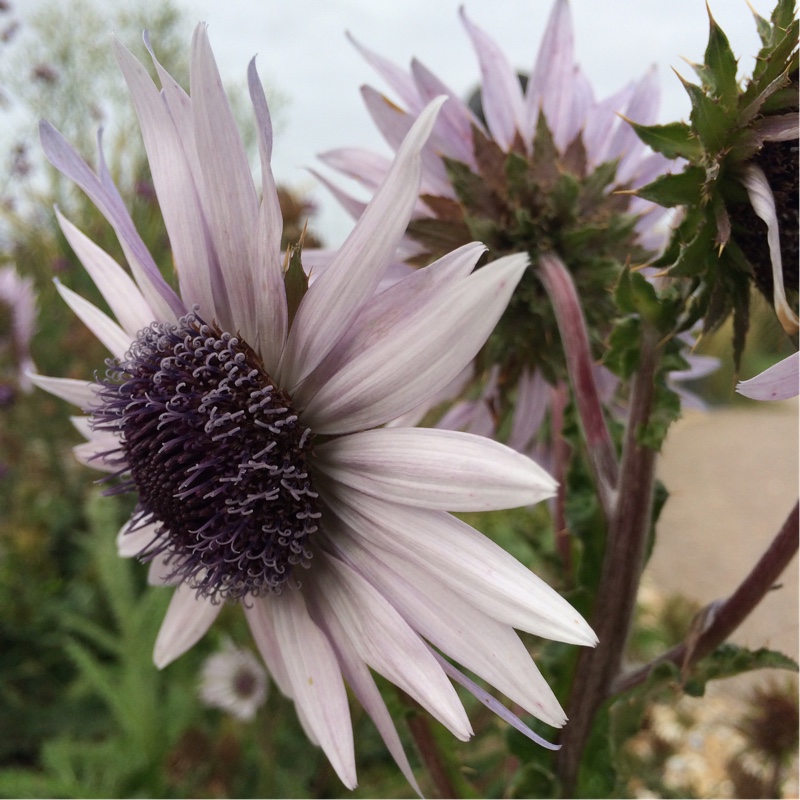 Berkheya in the GardenTags plant encyclopedia