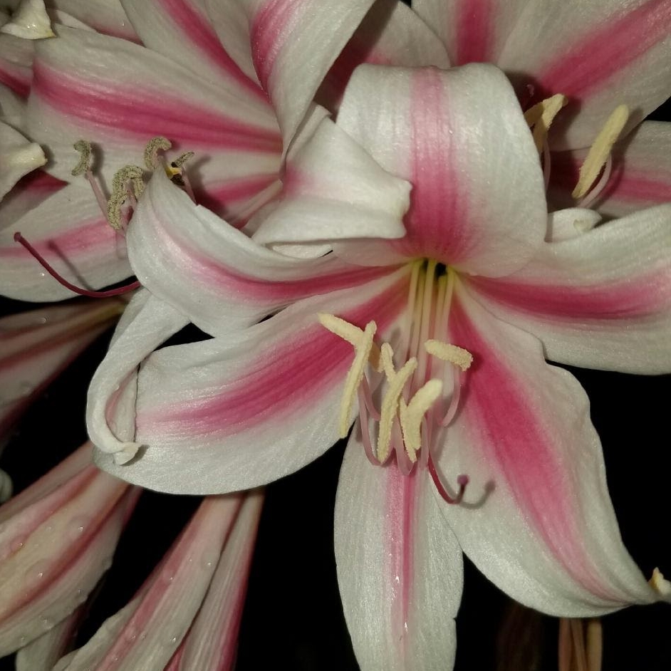 Old Milk and Wine Crinum Lily in the GardenTags plant encyclopedia