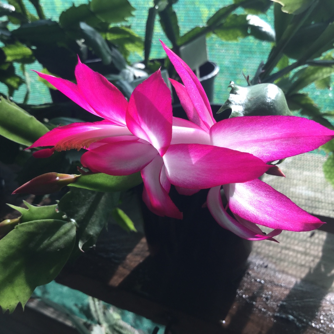 Schlumbergera truncata Autumn Cheer, Zygocactus 'Autumn Cheer' in ...