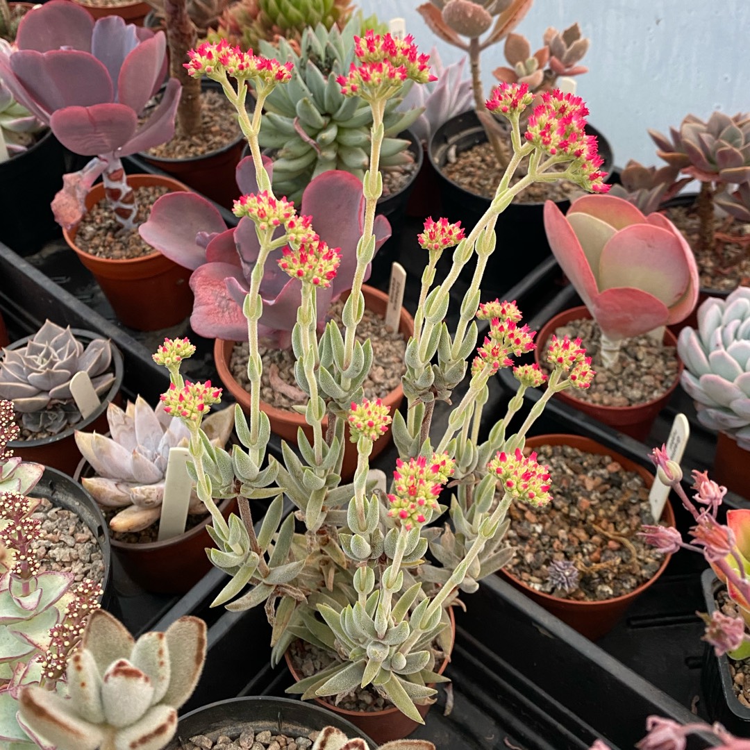 Crassula Surprise Party in the GardenTags plant encyclopedia