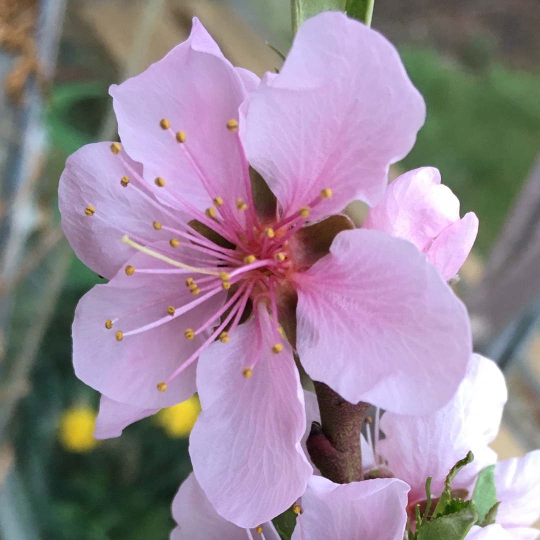 Nectarine Terrace Ruby in the GardenTags plant encyclopedia