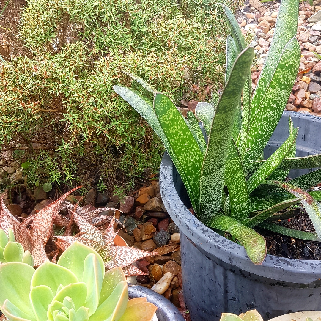 Natal Gasteria in the GardenTags plant encyclopedia