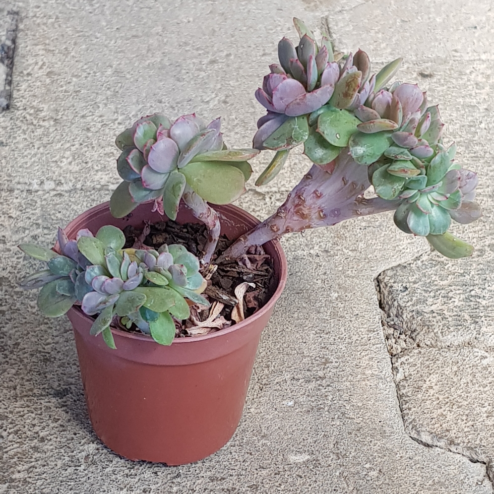 Echeveria Briar Rose Crested in the GardenTags plant encyclopedia