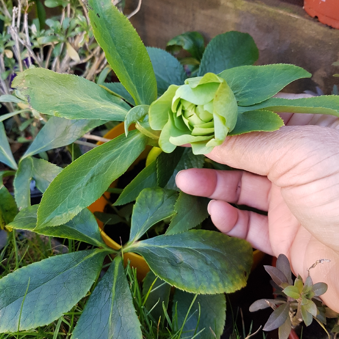 Hellebore Double Ellen Green in the GardenTags plant encyclopedia