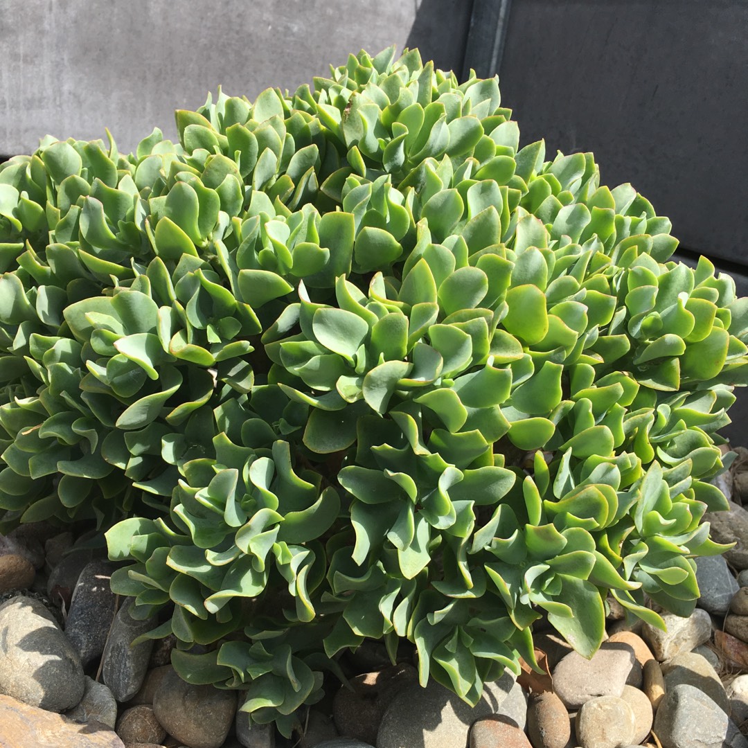 Crassula Blue Waves in the GardenTags plant encyclopedia