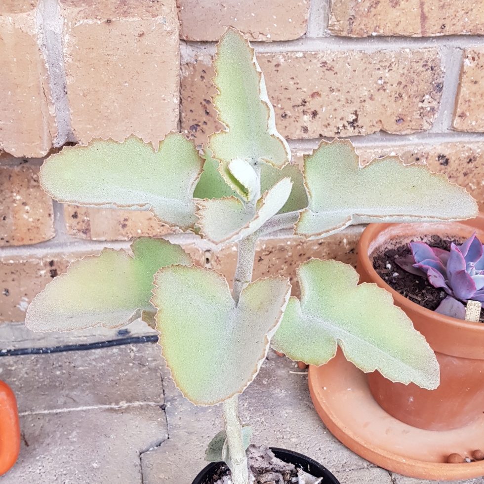 Kalanchoe Beharensis Oak Leaf in the GardenTags plant encyclopedia