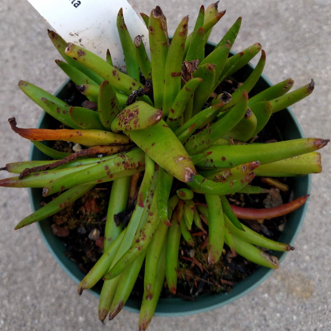 Naked-stalked Crassula in the GardenTags plant encyclopedia