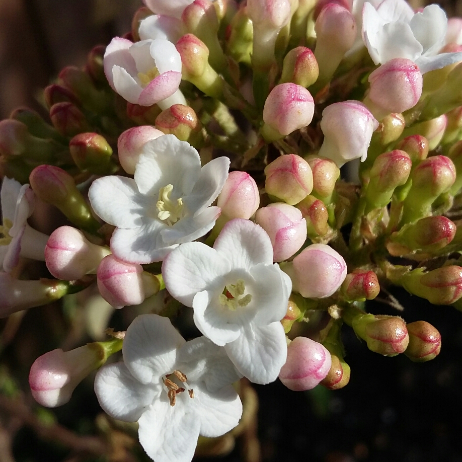 Burkwood Viburnum Park Farm Hybrid in the GardenTags plant encyclopedia