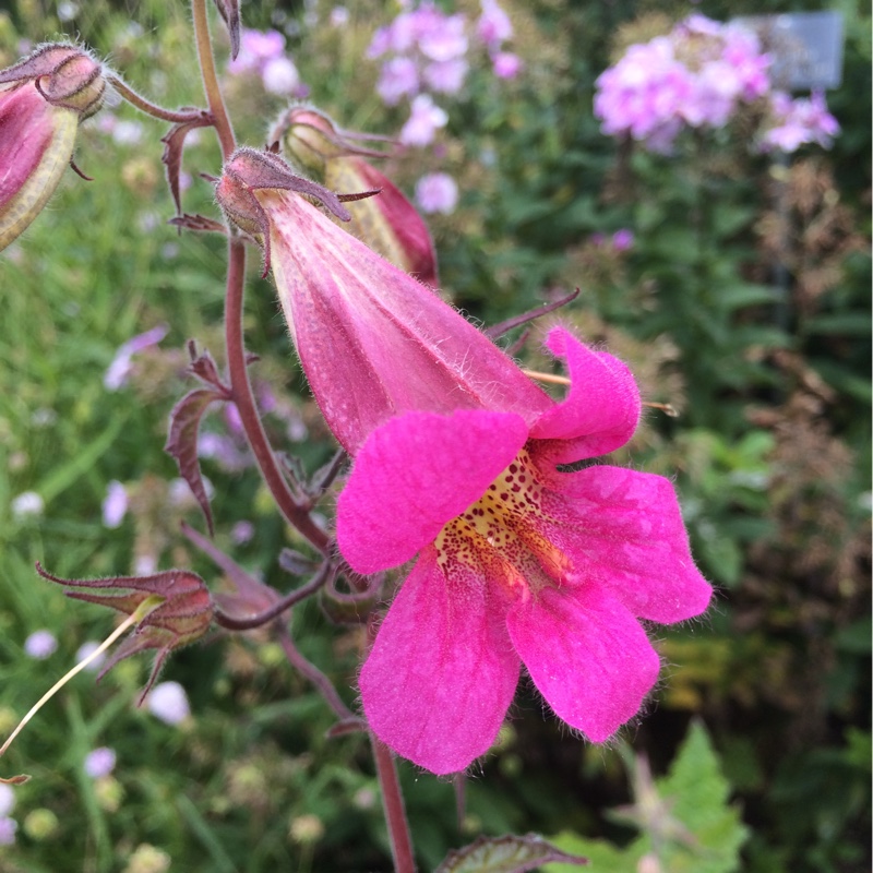 Chinese Foxglove in the GardenTags plant encyclopedia