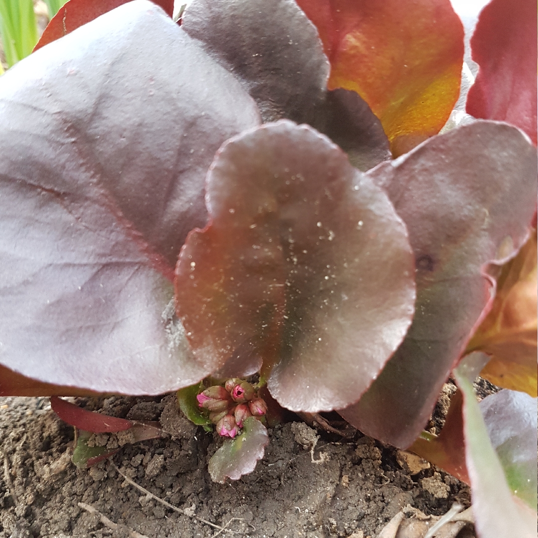 Elephants Ears Overture in the GardenTags plant encyclopedia