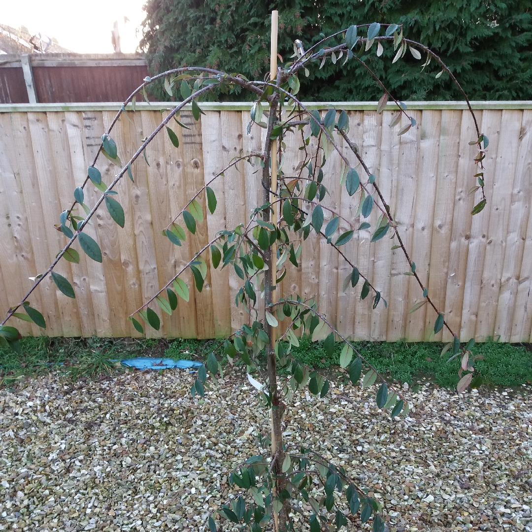 Weeping Cotoneaster in the GardenTags plant encyclopedia