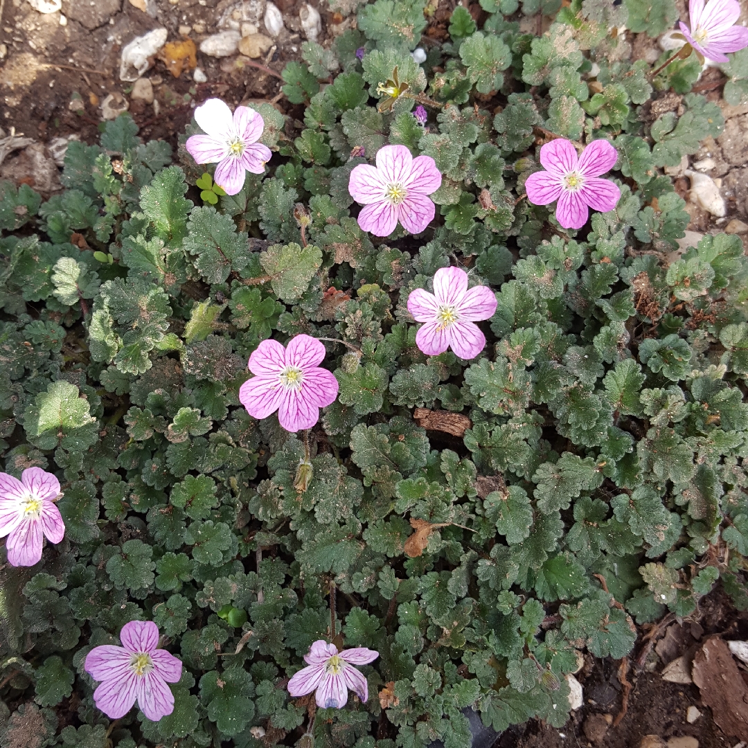 Fairy Heronsbill in the GardenTags plant encyclopedia