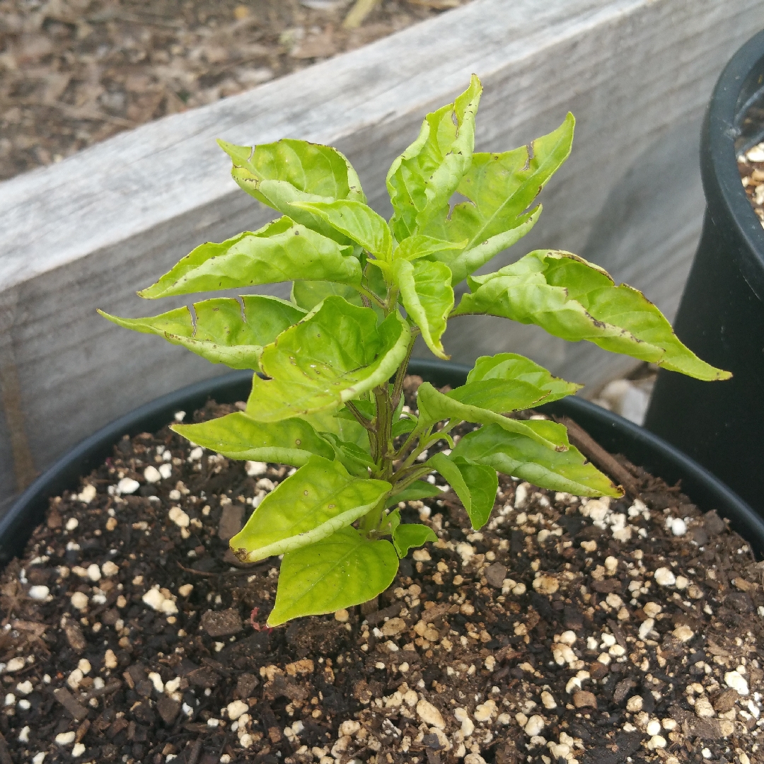 Habanada Pepper in the GardenTags plant encyclopedia