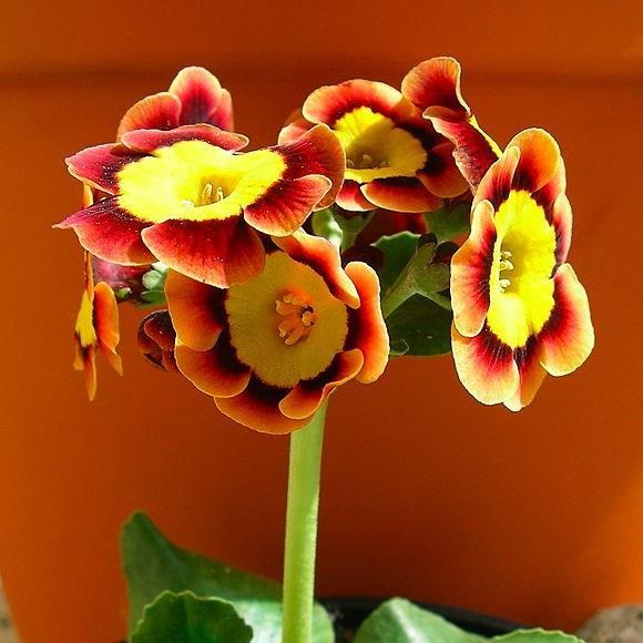 Auricula in the GardenTags plant encyclopedia