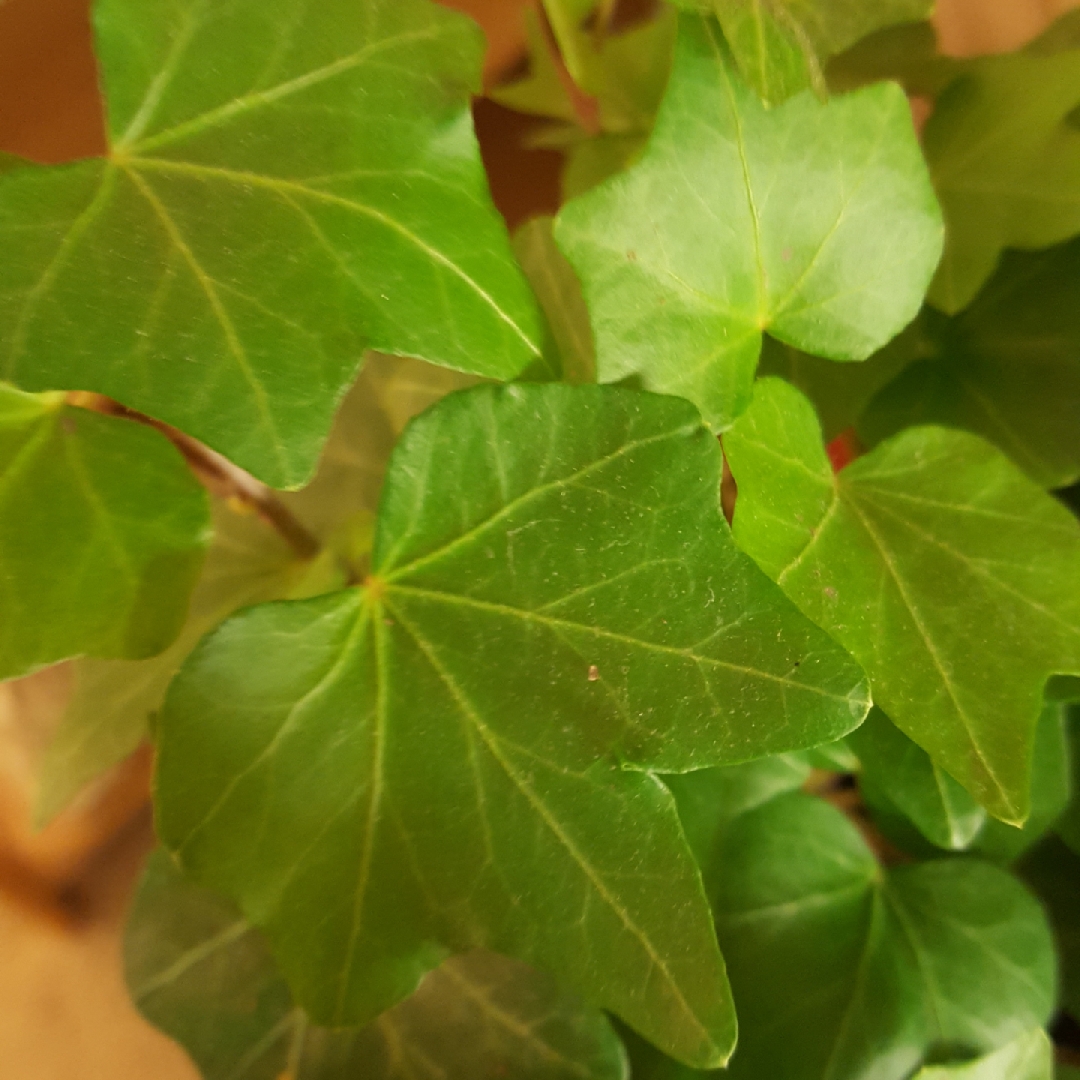 California Fan Ivy in the GardenTags plant encyclopedia