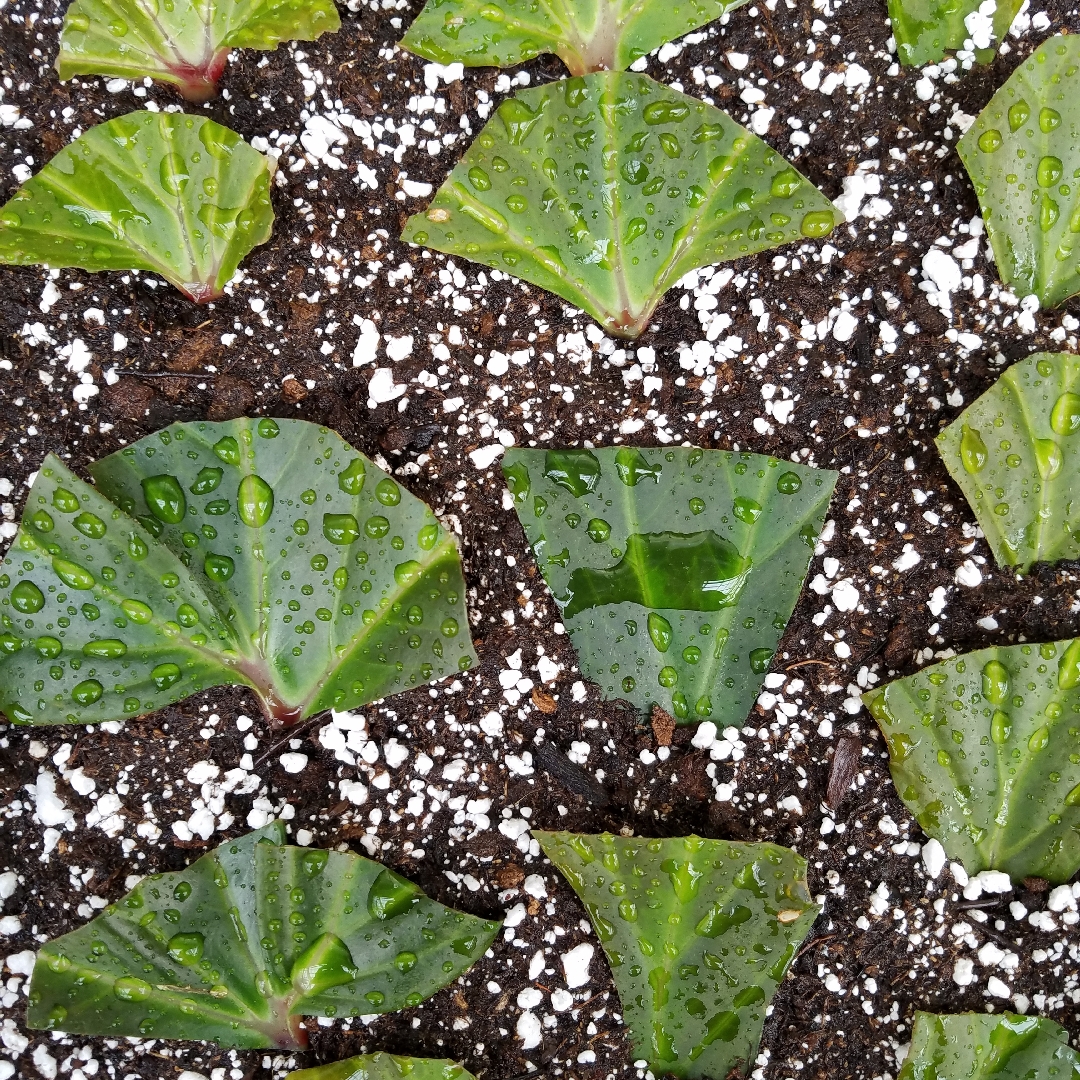 Rhizomatous Begonia Earl-ee-bee in the GardenTags plant encyclopedia