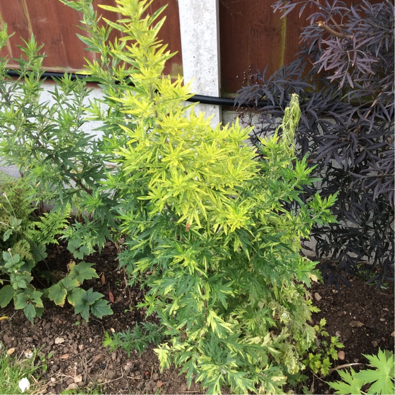 Mugwort Oriental Limelight in the GardenTags plant encyclopedia