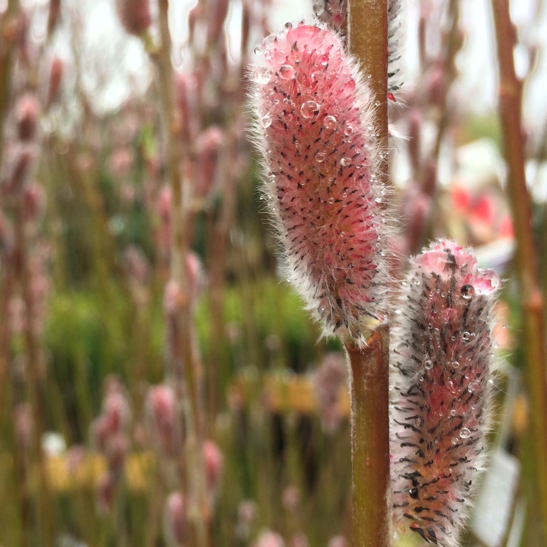 Pussy Willow Mount Aso in the GardenTags plant encyclopedia