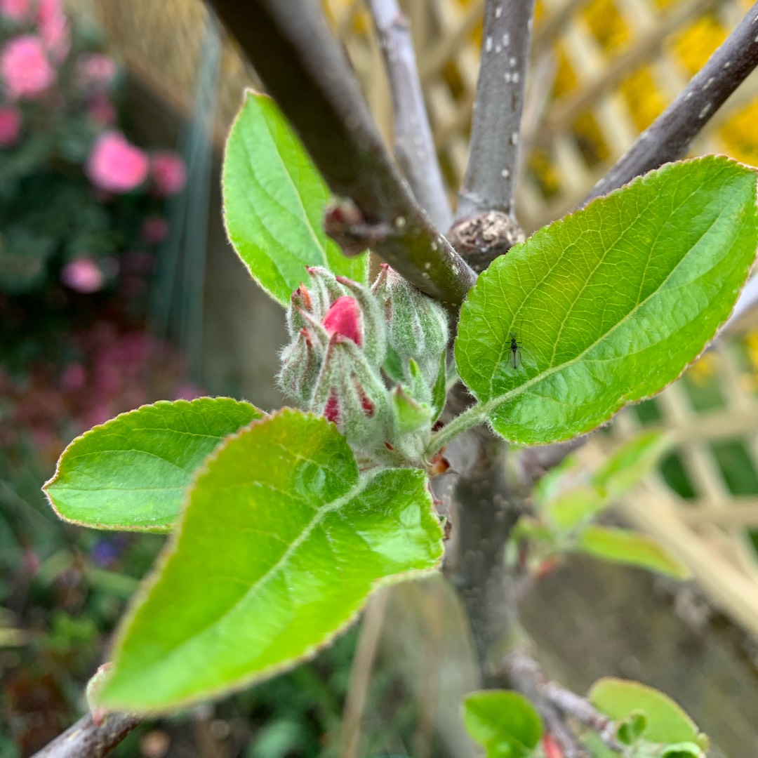 Apple Little Pax in the GardenTags plant encyclopedia