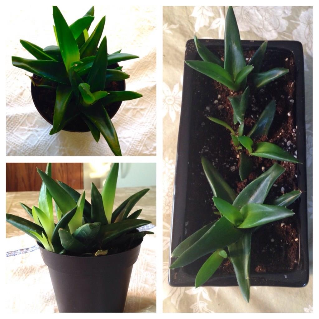 Haworthia Black Gem in the GardenTags plant encyclopedia