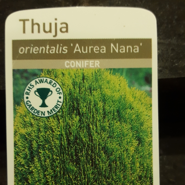 Biota Aurea Nana in the GardenTags plant encyclopedia