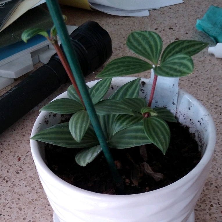 Parallel Peperomia in the GardenTags plant encyclopedia