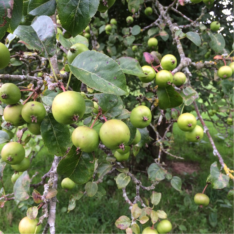 Apple in the GardenTags plant encyclopedia