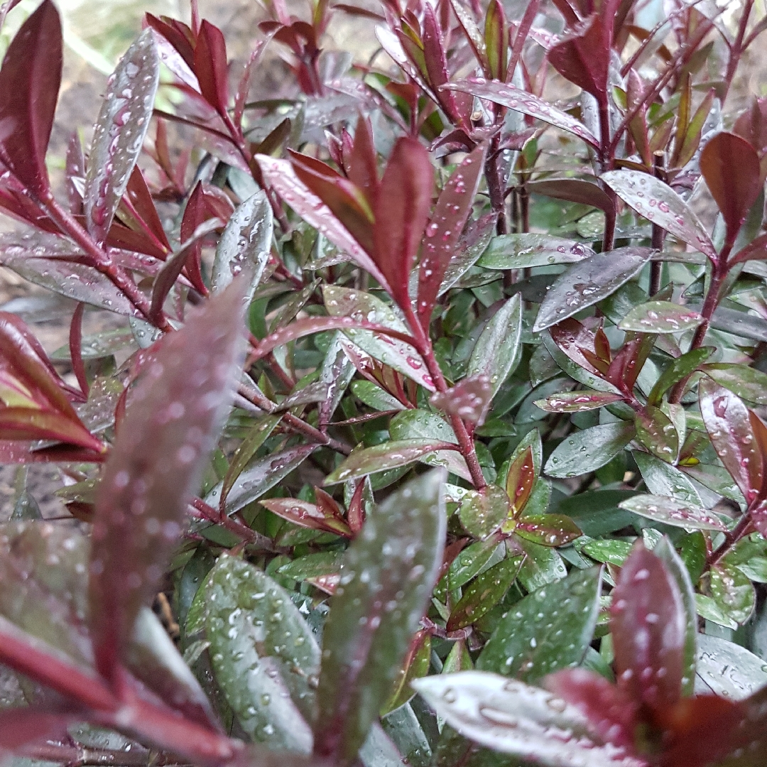 Shrubby Veronica Midnight Sky in the GardenTags plant encyclopedia