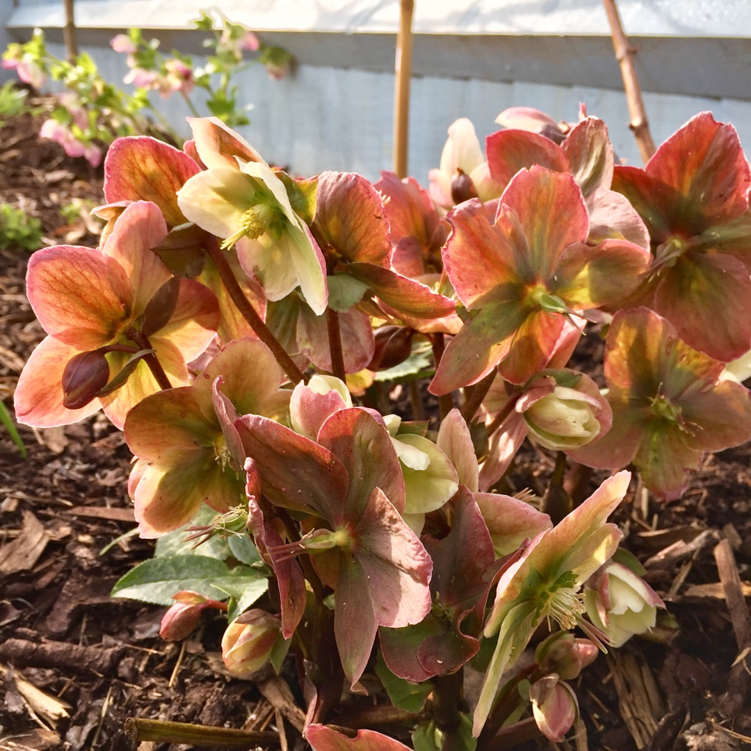 Hellebore Winter Moonbeam in the GardenTags plant encyclopedia