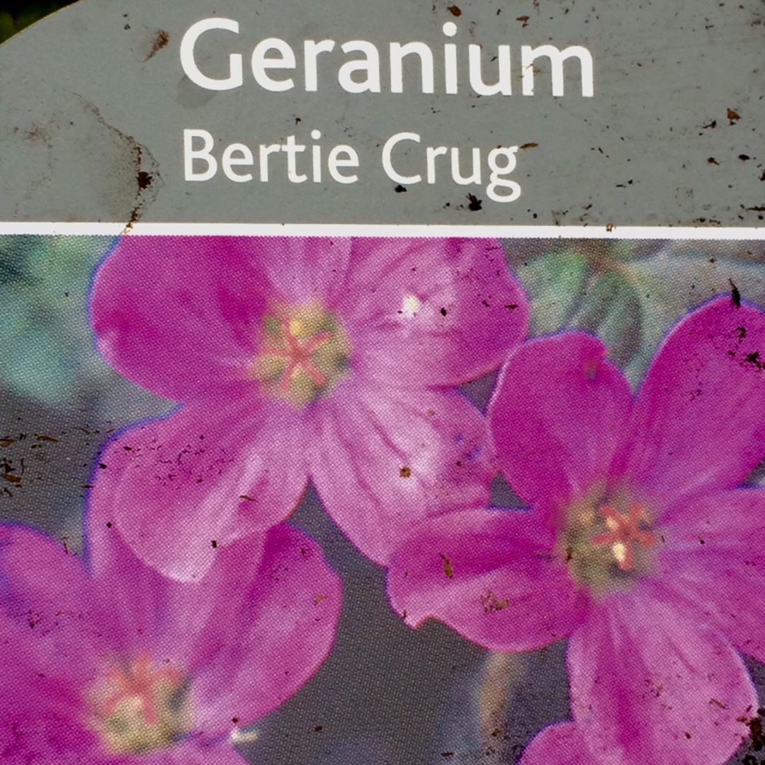 Geranium Bertie Crug in the GardenTags plant encyclopedia