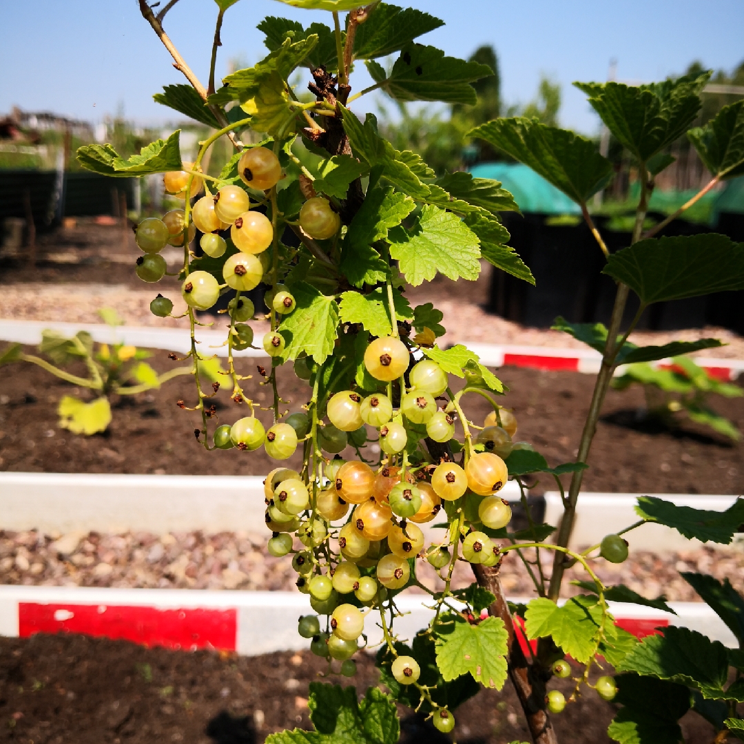 Pink Currant Gloire de Sablon in the GardenTags plant encyclopedia