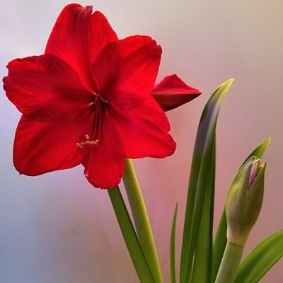 Hippeastrum Red Pearl in the GardenTags plant encyclopedia