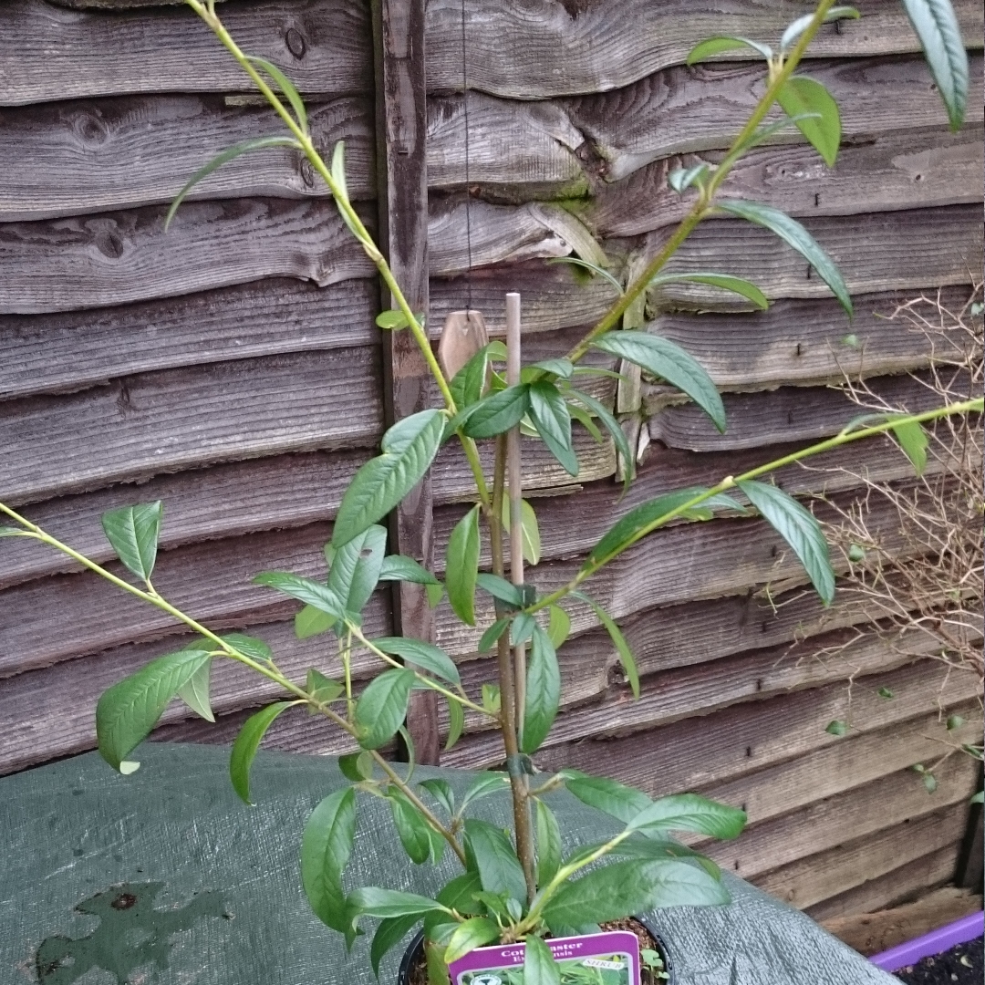 Cotoneaster tree in the GardenTags plant encyclopedia