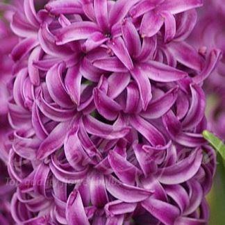 Hyacinth Purple Sensation in the GardenTags plant encyclopedia