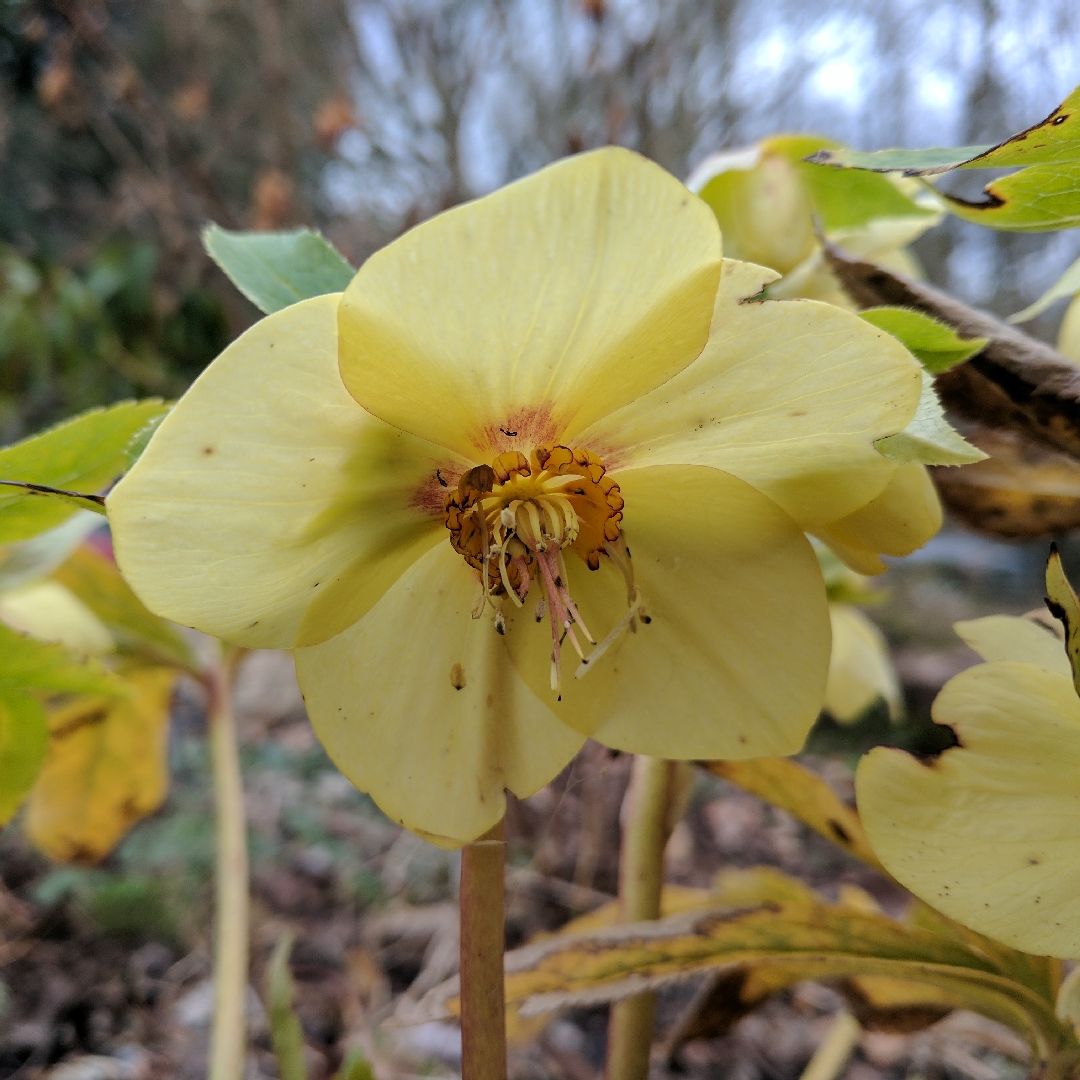 Hellebore Apricot Blush in the GardenTags plant encyclopedia