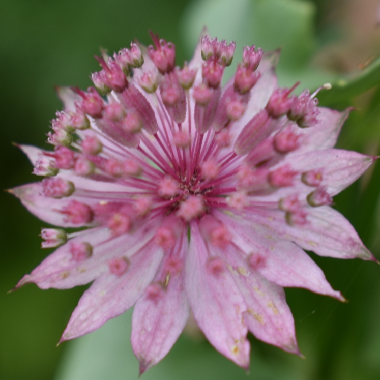 Pink Greater Masterwort in the GardenTags plant encyclopedia