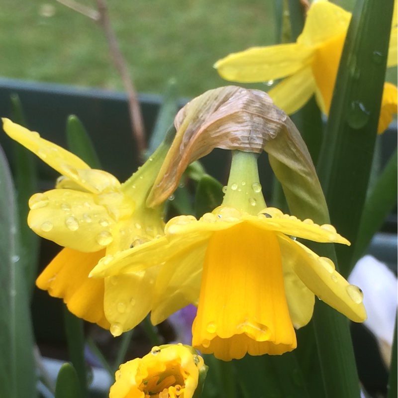 Daffodil in the GardenTags plant encyclopedia