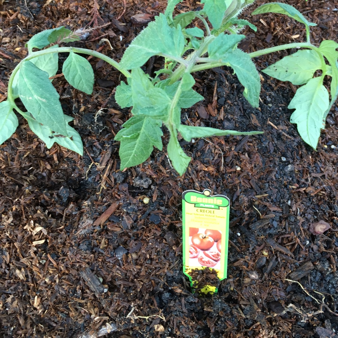 Tomato Creole in the GardenTags plant encyclopedia