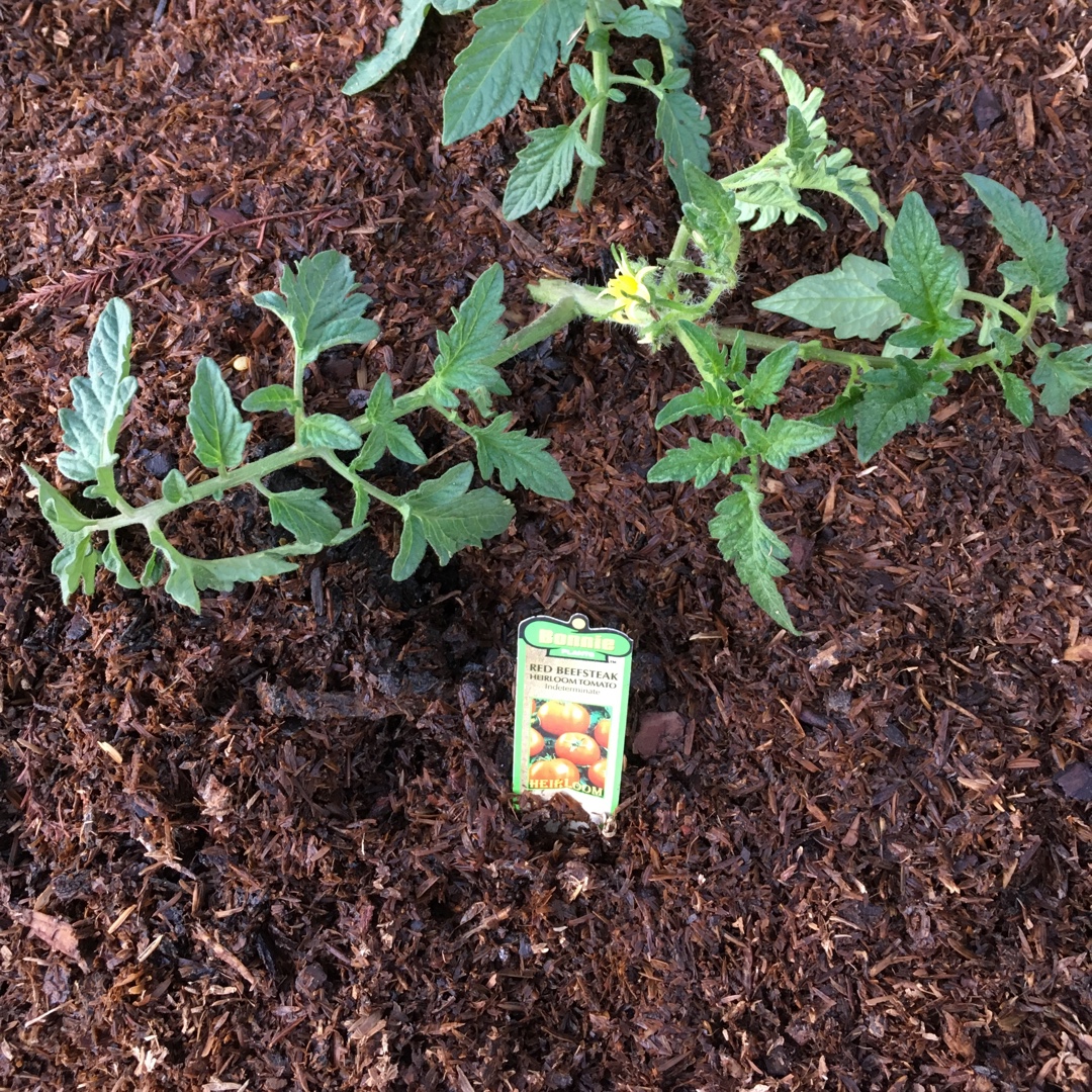 Tomato Red Beefsteak in the GardenTags plant encyclopedia