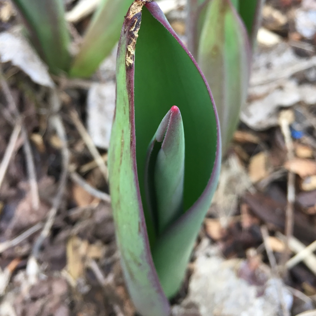 Tulip Apricot Impression (Darwin Hybrid) in the GardenTags plant encyclopedia